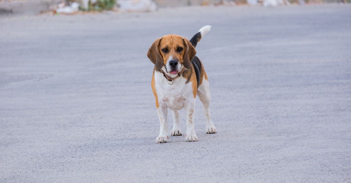 Your Dog's Backpack: Hiking Comfort, Solved!