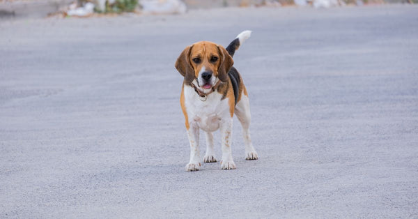 Your Dog's Backpack: Hiking Comfort, Solved!