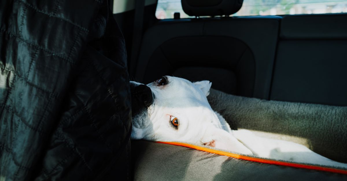 Best Dog Car Seat Belt for Dogs: 2026 Guide