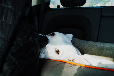 Best Dog Car Seat Belt for Dogs: 2026 Guide