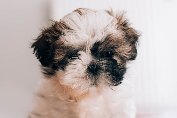 Best Interactive Dog Toys for Shih Tzus: 2026 Guide