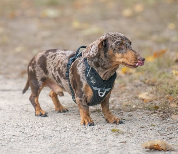 Best Dog Leash for Dachshunds: 2026 Guide