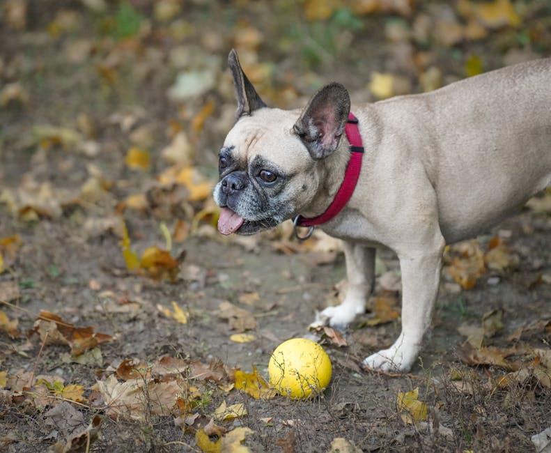 Best Automatic Pet Feeder for French Bulldogs: 2026 Guide