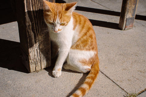 Best Cat Scratching Post & Board for Cats: 2026 Guide