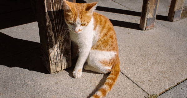 Best Cat Scratching Post & Board for Cats: 2026 Guide