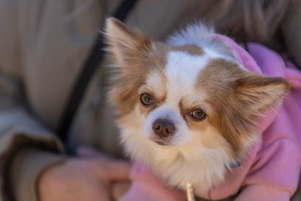 Best Automatic Pet Feeder for Chihuahuas: 2026 Guide