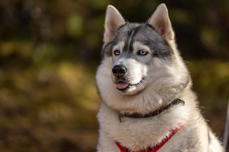 Best No-Pull Dog Harness for Siberian Huskys: 2026 Guide