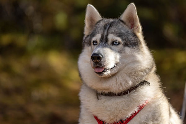Best No-Pull Dog Harness for Siberian Huskys: 2026 Guide