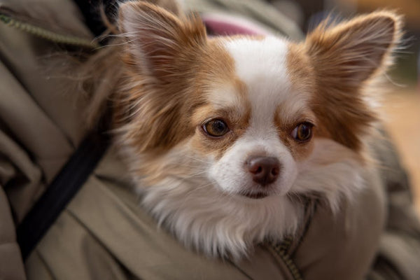 Best Dog Travel Backpack for Chihuahuas: 2026 Guide