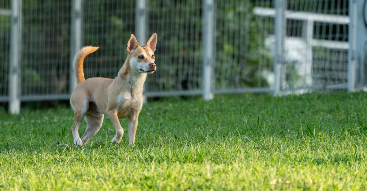 Seesaw Agility: How to Build Your Dog's Confidence (and Skill)