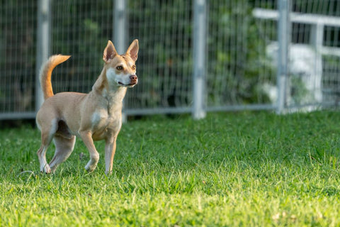 Seesaw Agility: How to Build Your Dog's Confidence (and Skill)