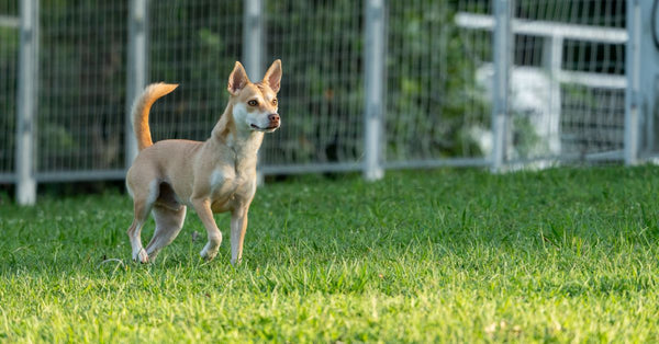 Seesaw Agility: How to Build Your Dog's Confidence (and Skill)