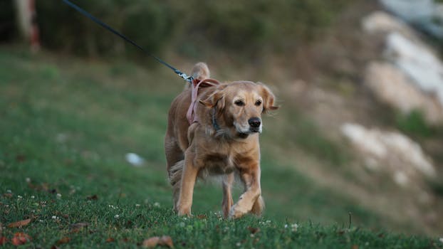 Best Retractable Dog Leash for Golden Retriever