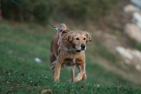Best Retractable Dog Leash for Golden Retriever