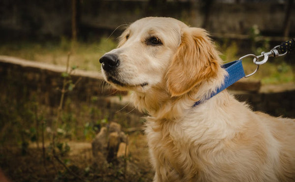 Retractable Leashes: Golden Retriever Freedom vs. Safety