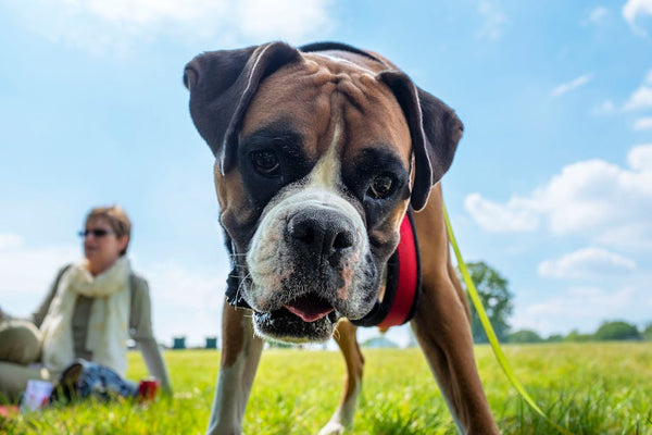 Best Dog Leash for Boxers: 2026 Guide