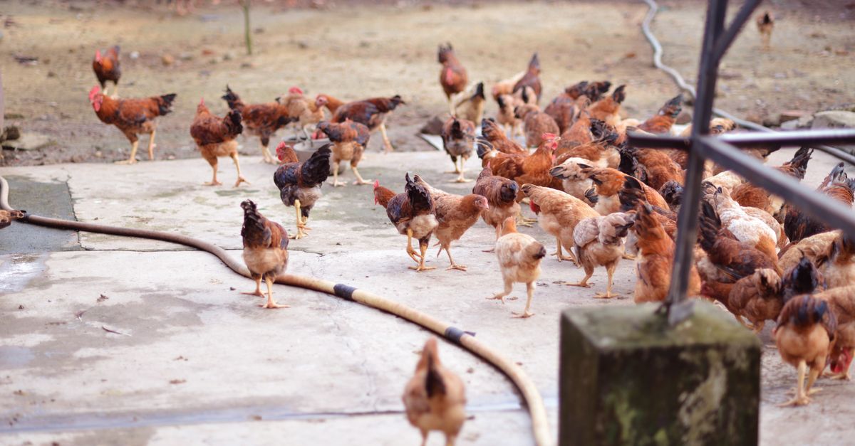 Bored Hens? : Top 3 Chicken Enrichment Toys