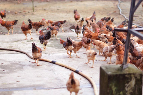 Bored Hens? : Top 3 Chicken Enrichment Toys