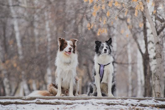 Best Orthopedic Dog Bed for Border Collie