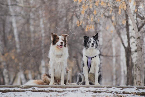 Best Orthopedic Dog Bed for Border Collie