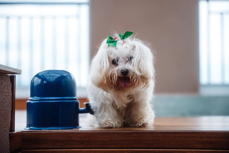 Best Pet Water Fountain for Malteses: 2026 Guide