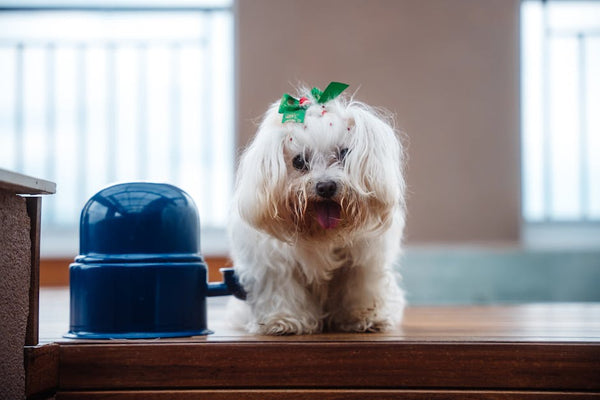 Best Pet Water Fountain for Malteses: 2026 Guide