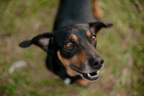 Basket vs. Soft Muzzle: Which is Right for Your Dog?