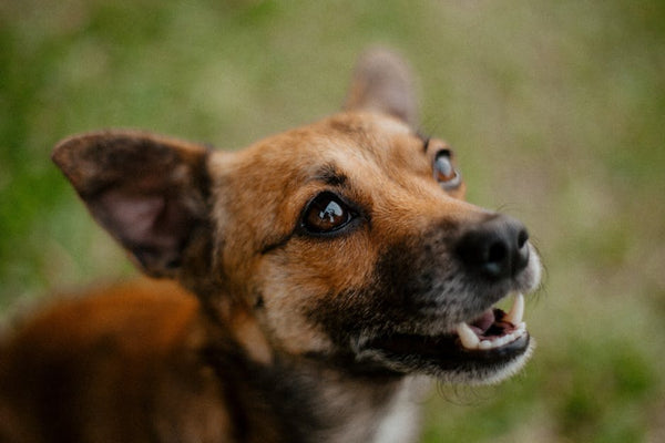 Best Dog Clippers for Thick Coats: Professional vs. Home Use