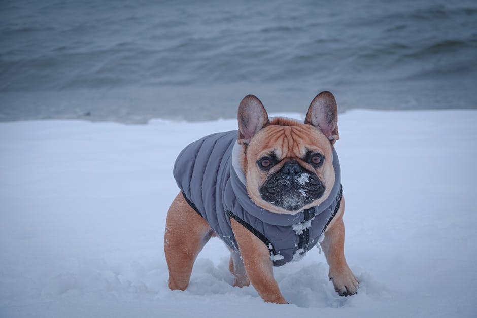 Best Dog Anxiety Vest for Bulldogs: 2026 Guide