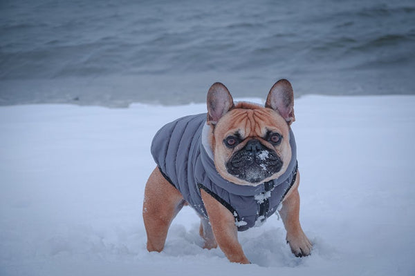 Best Dog Anxiety Vest for Bulldogs: 2026 Guide