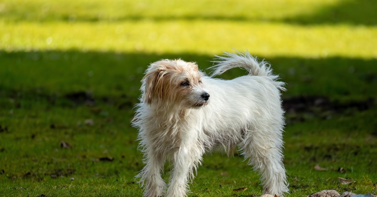 Yard Invaders? How to Keep Stray Dogs Away (Kindly)