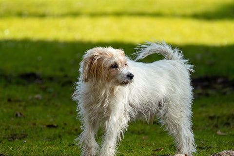 Yard Invaders? How to Keep Stray Dogs Away (Kindly)