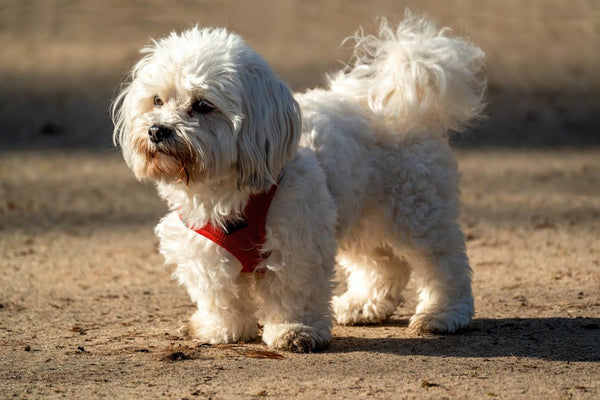 Best Automatic Pet Feeder for Malteses: 2026 Guide