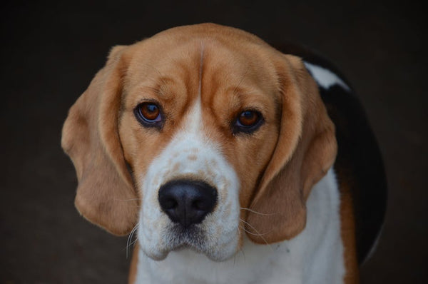 Best Dog Travel Backpack for Beagles: 2026 Guide