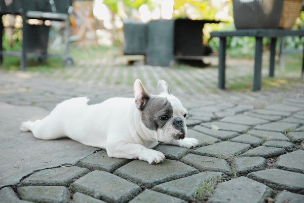 Best Dog Anxiety Vest for French Bulldogs: 2026 Guide