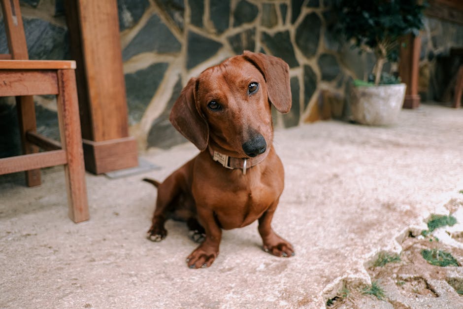 Best Automatic Pet Feeder for Dachshunds: 2026 Guide