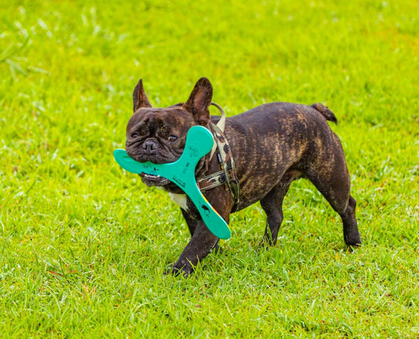 Best Interactive Dog Toys for French Bulldogs: 2026 Guide