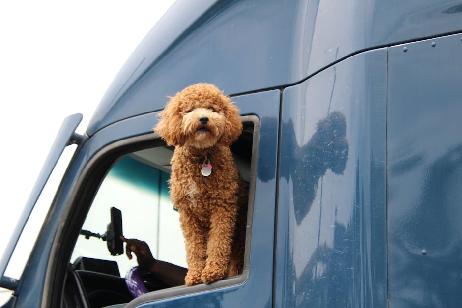 Best Dog Car Seat Cover for Poodles: 2026 Guide