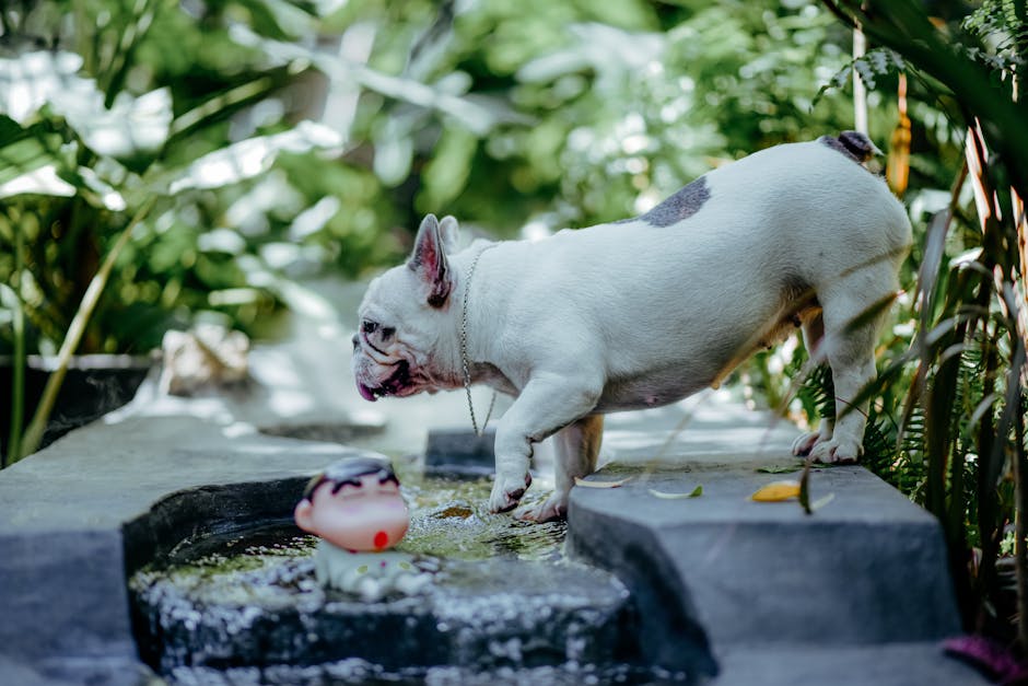 Best Automatic Pet Feeder for Bulldogs: 2026 Guide