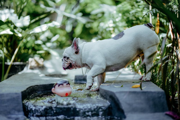 Best Automatic Pet Feeder for Bulldogs: 2026 Guide