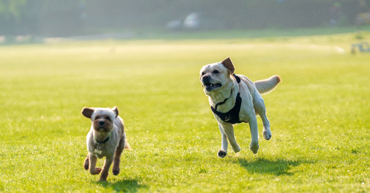 Unleash Their Inner Olympian: DIY Dog Agility for Happy Paws