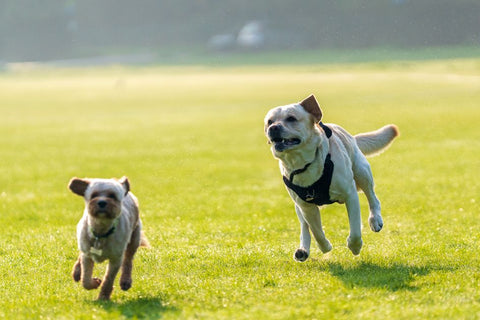 Unleash Their Inner Olympian: DIY Dog Agility for Happy Paws