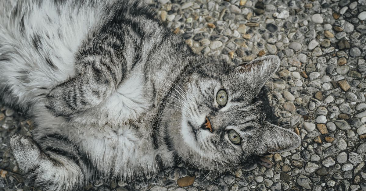 Cat Litter: The Real Scoop on Freshness & Why It Matters