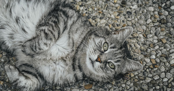 Cat Litter: The Real Scoop on Freshness & Why It Matters