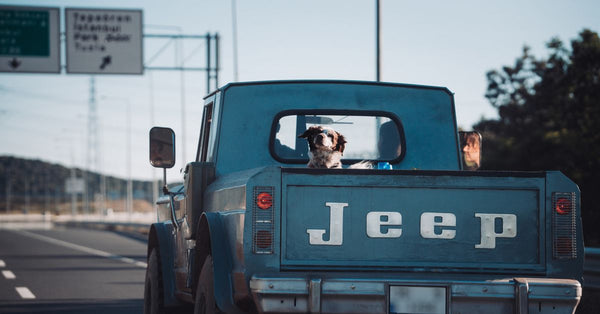 Summer Road Trips: Why Your Dog Needs a Seat Belt Now