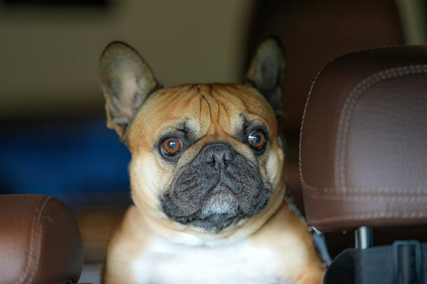 Best Dog Car Seat Cover for Bulldogs: 2026 Guide