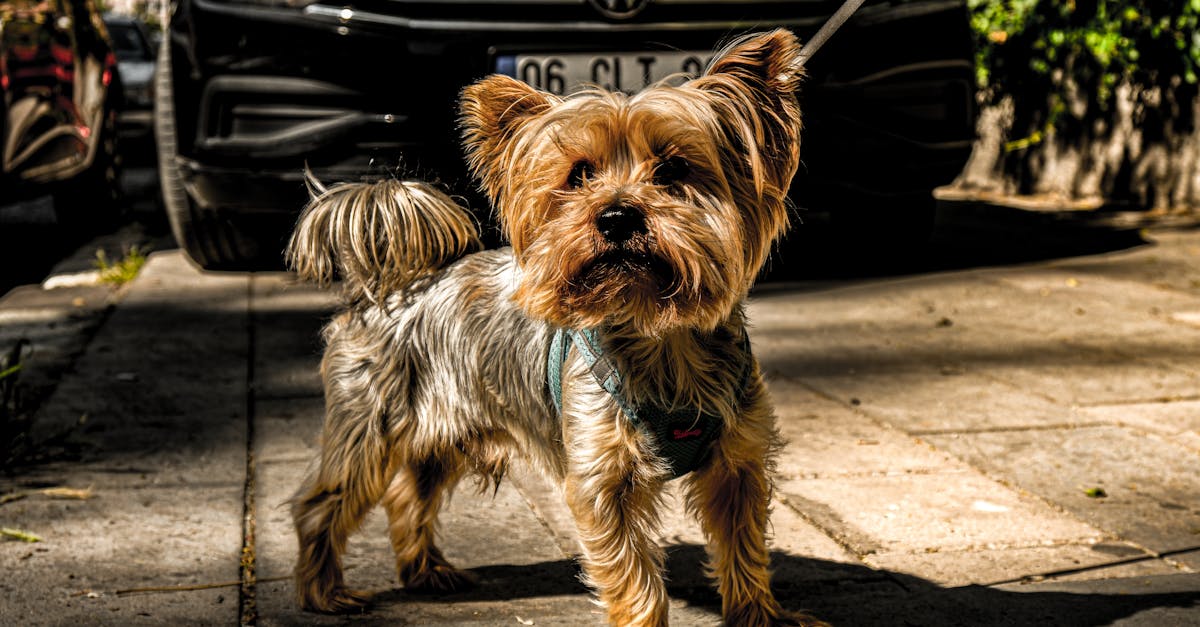 Best Health Monitoring Dog Pads for Yorkshire Terrier