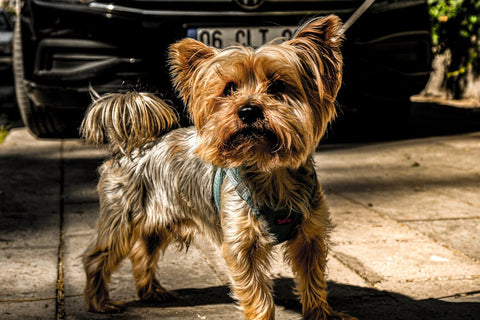 Best Health Monitoring Dog Pads for Yorkshire Terrier
