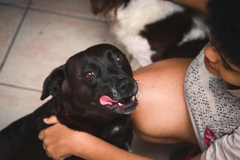 Best Calming Products for Dogs: What Actually Works?