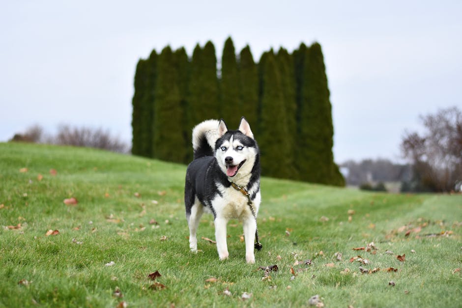 Best Dog Anxiety Vest for Siberian Huskys: 2026 Guide